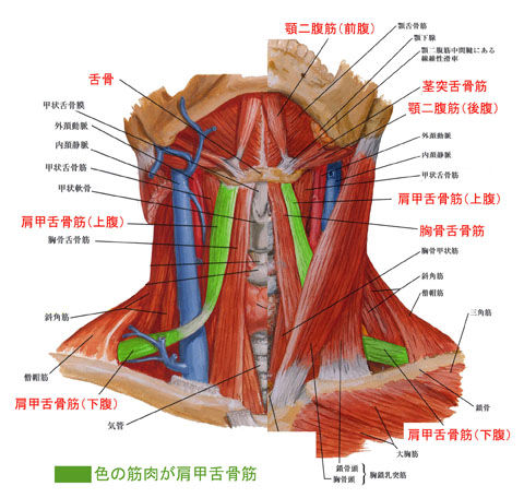 下咽喉の筋肉